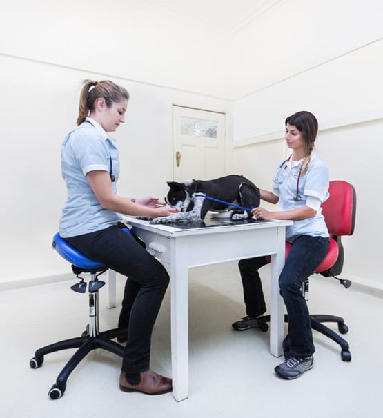 Ergonomic veterinary saddle chair